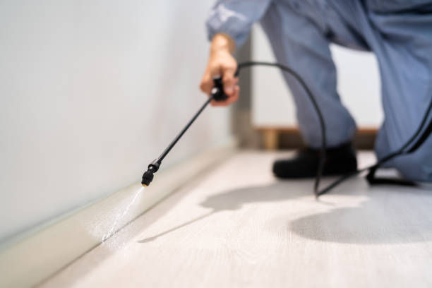 Best Termite Control Services  in Blue Ridge, VA