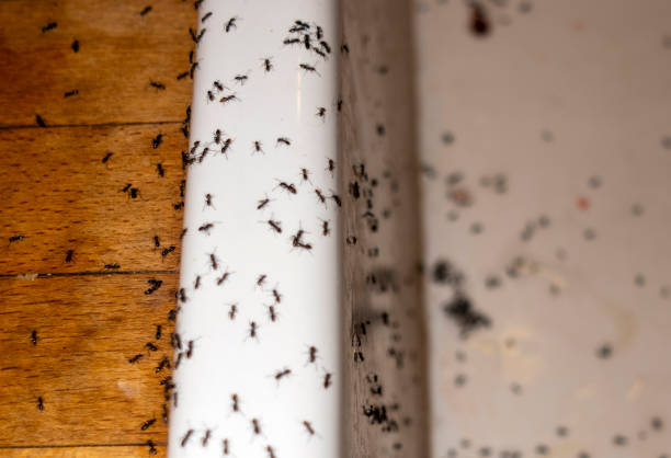 Best Pest Control for Businesses  in Blue Ridge, VA